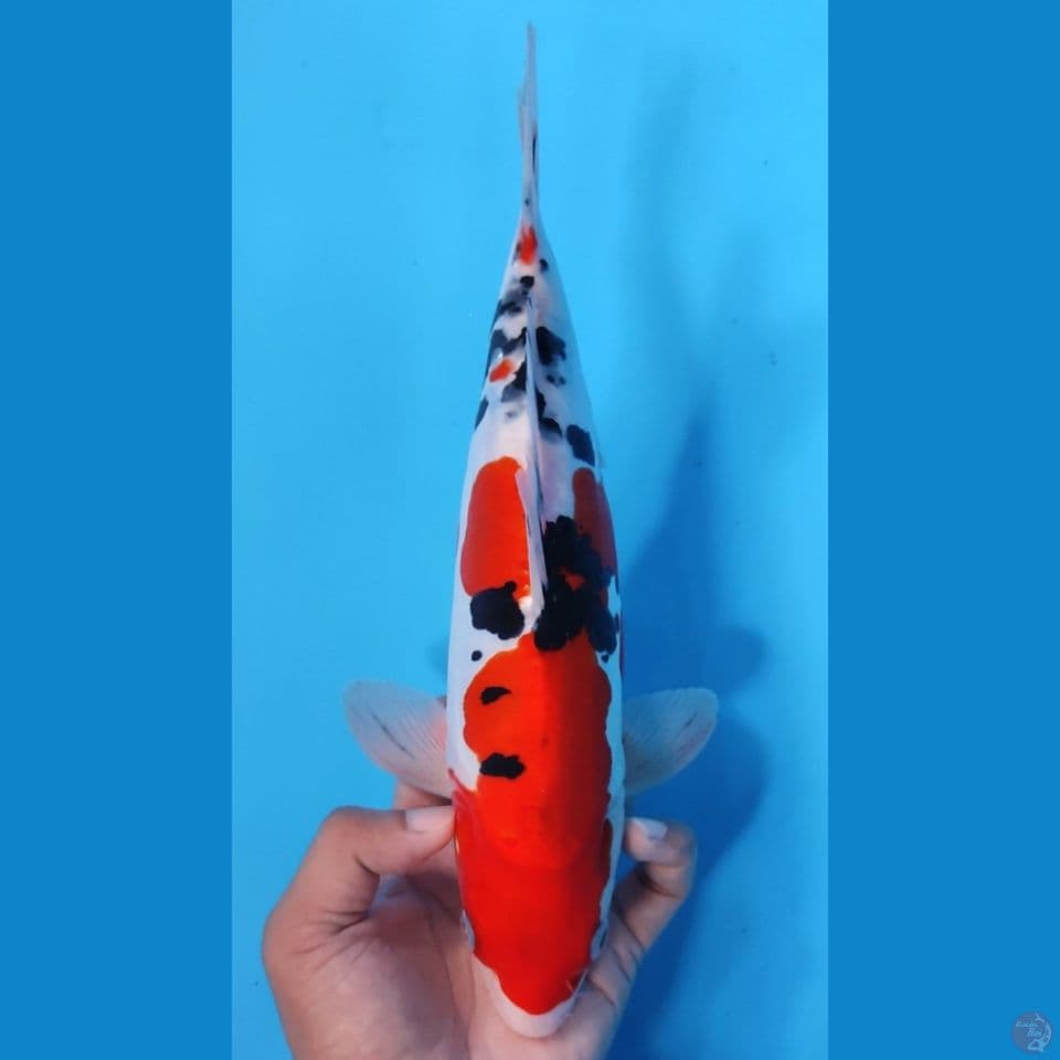 SANKE 28CM - FEEMALE