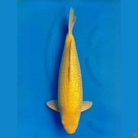 Karasi Ginrin 