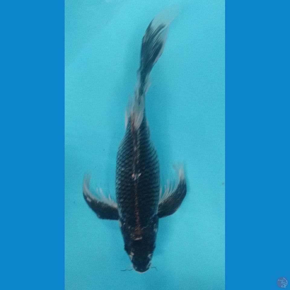 kumpay hitam 32