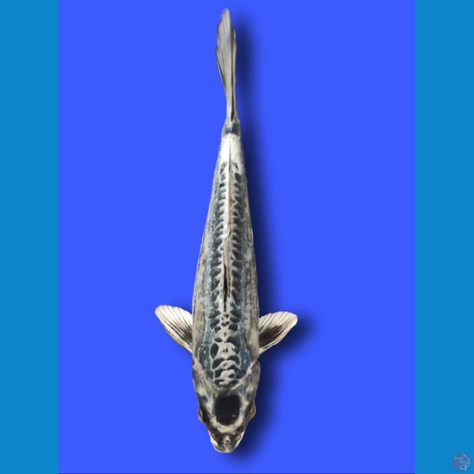 Maruten Kiko 25 cm