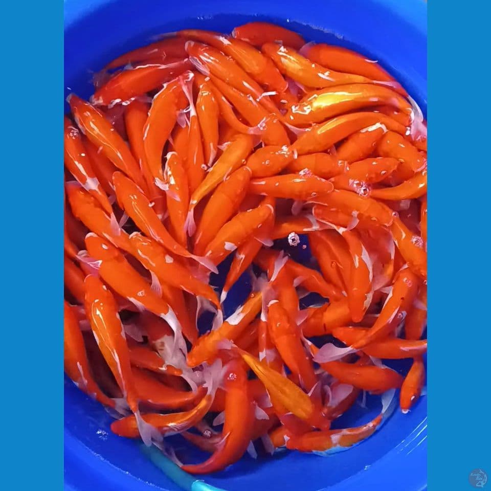 150 ekor bahan doitsu 18-25 cm