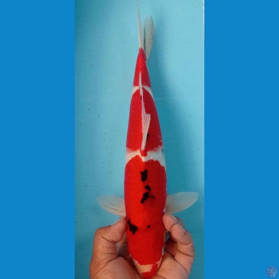 sanke 39cm