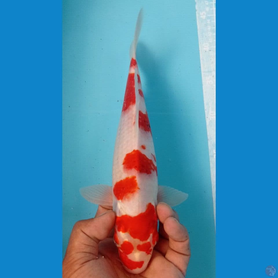 sakura 32cm