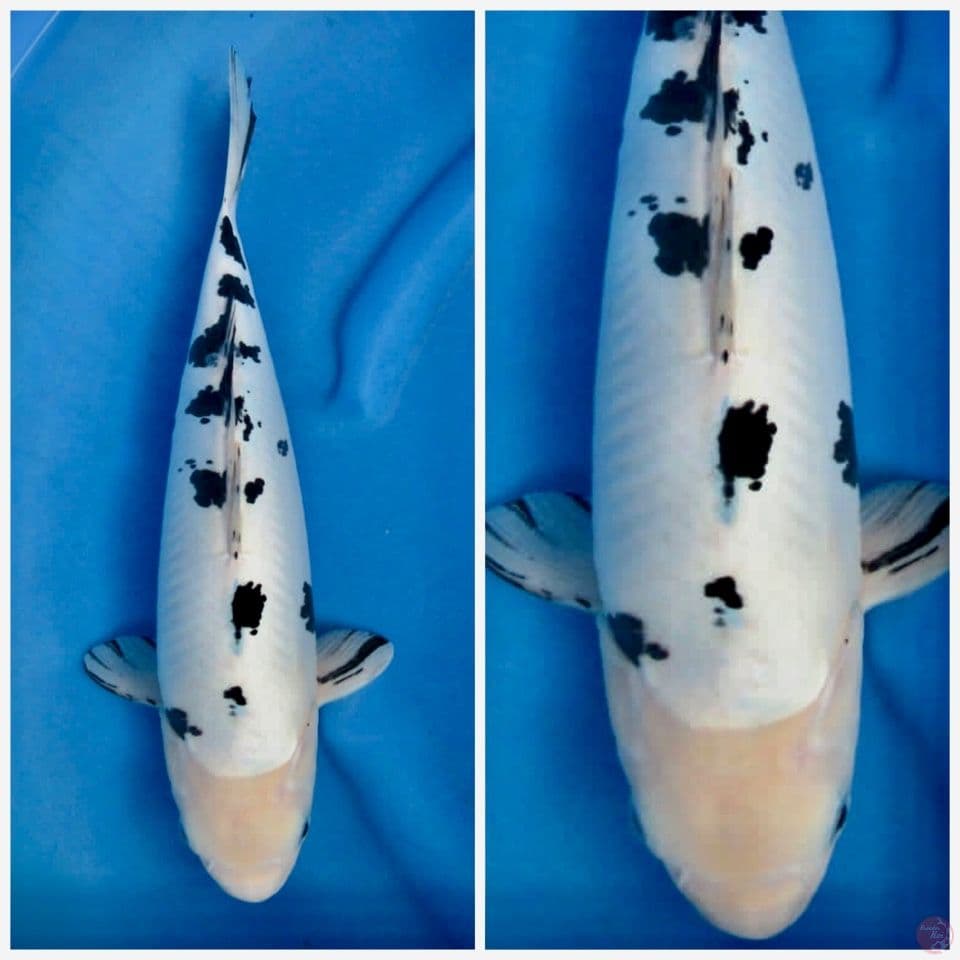 bekko doitsu murni 42cm male