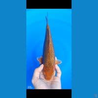 Caramel Gindrin HQ