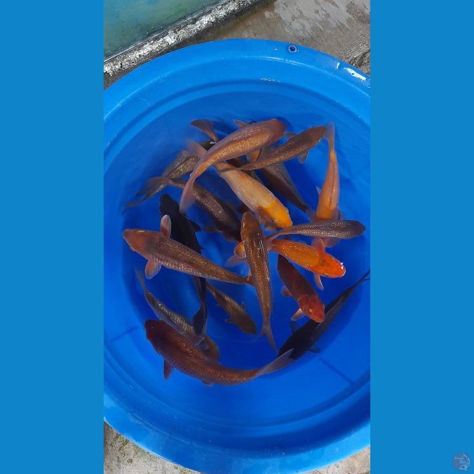 18EKOR 18-28CM