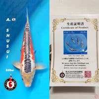 OGATA JUMBO SHUSUI 47cm 