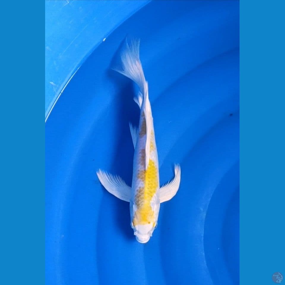 hariwake gondrong 34cm