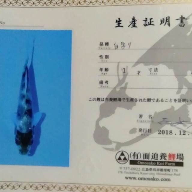 Shiro import serti
