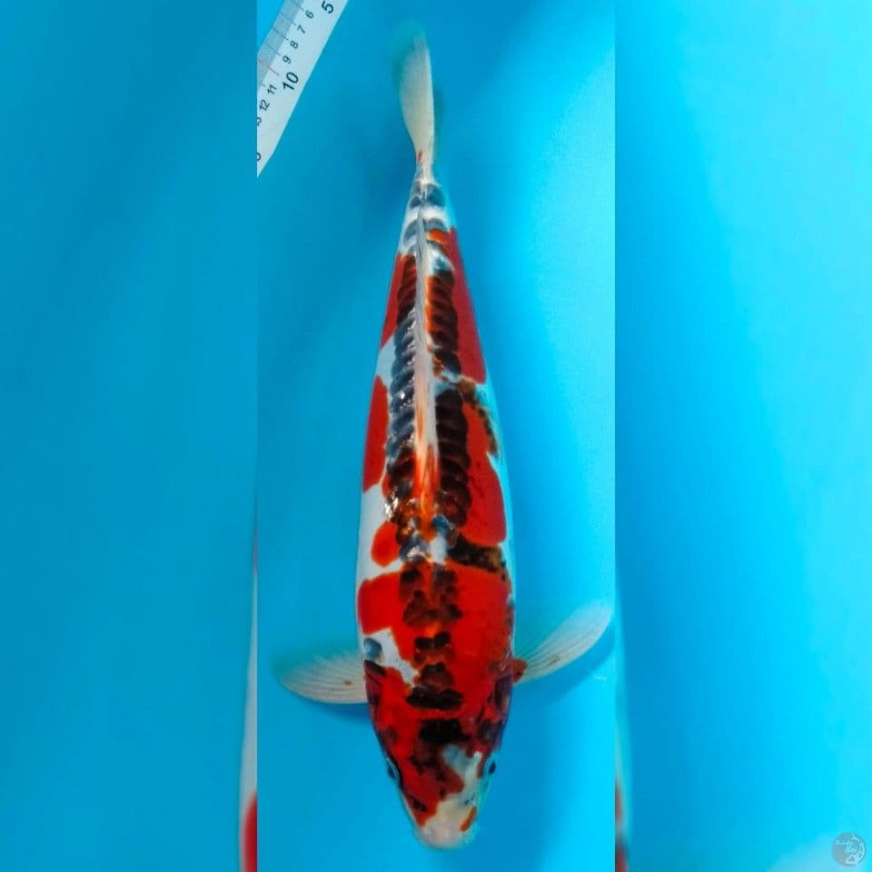 RARE GOSHIKI DOITSU , UK 40CM MALE