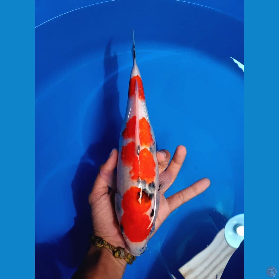 showa tategoi female 30cm