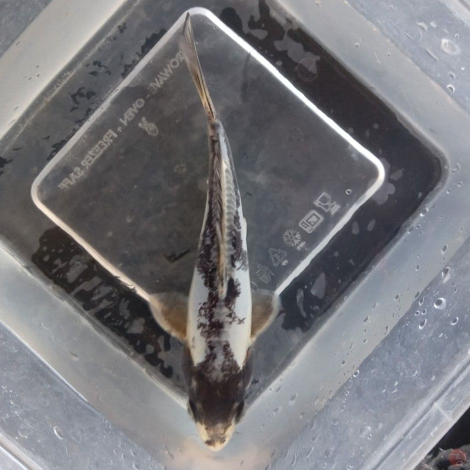 KIKO HALUS 16CM