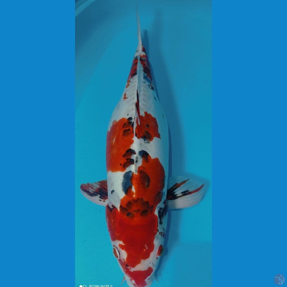 KUJAKU DOIT 60CM
