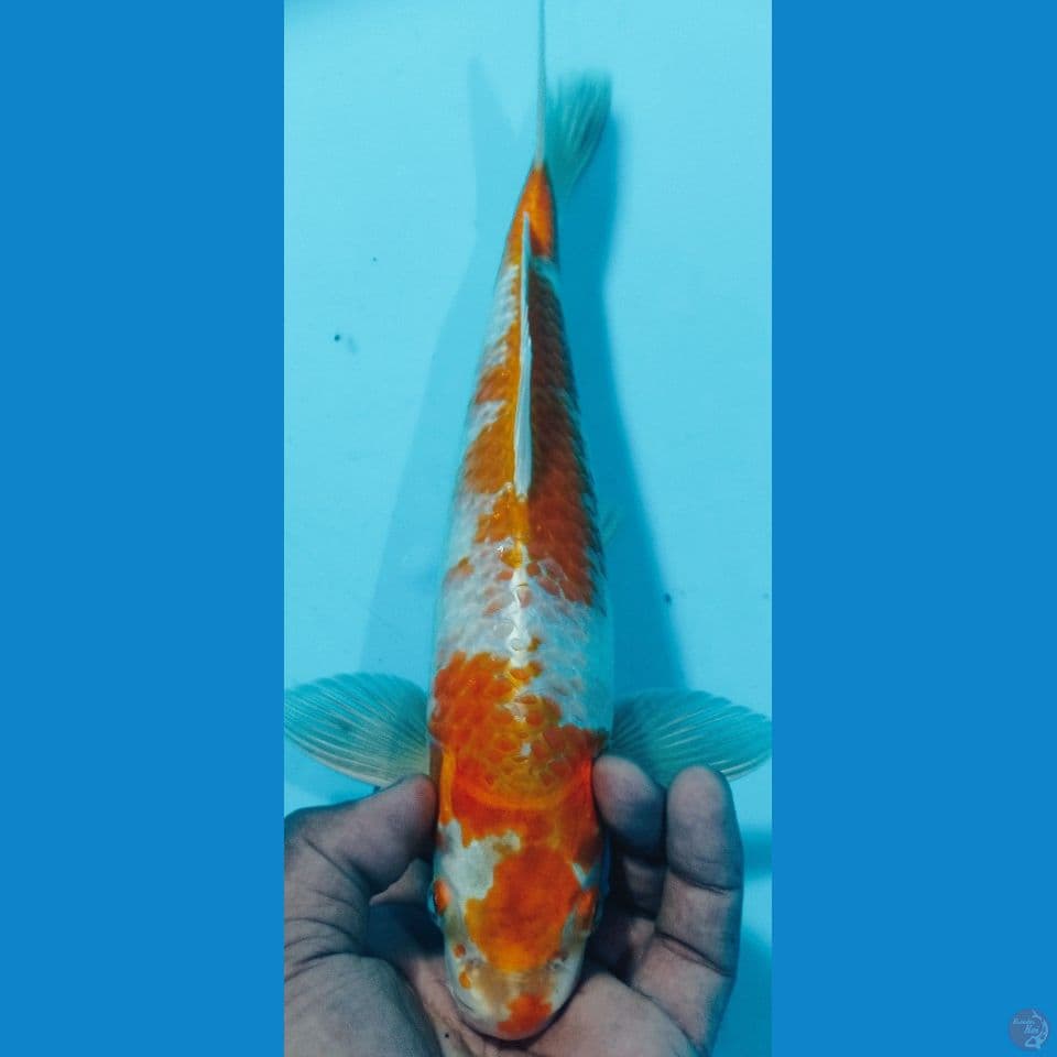 HARIWAKE 33