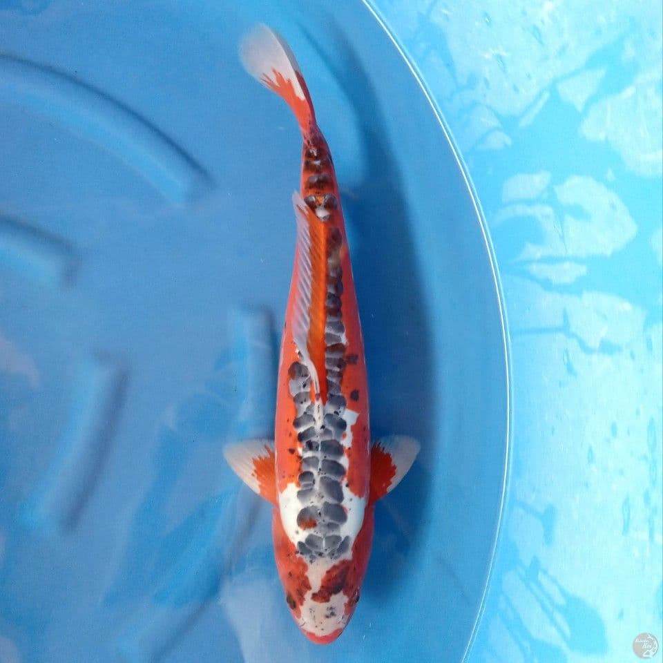 SHUSUI MALE 55BU