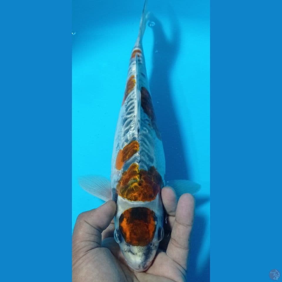 ociba doitsu 37cm