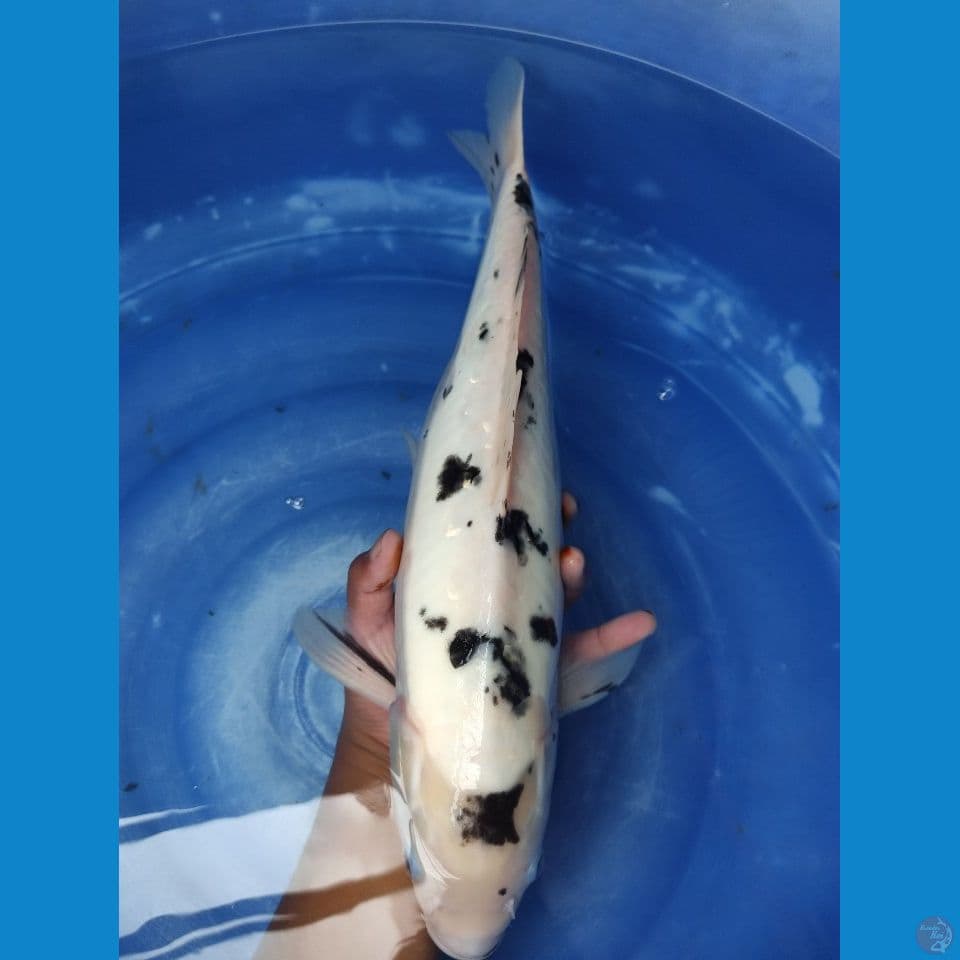 Bekko Doitsu F. 50 cm 