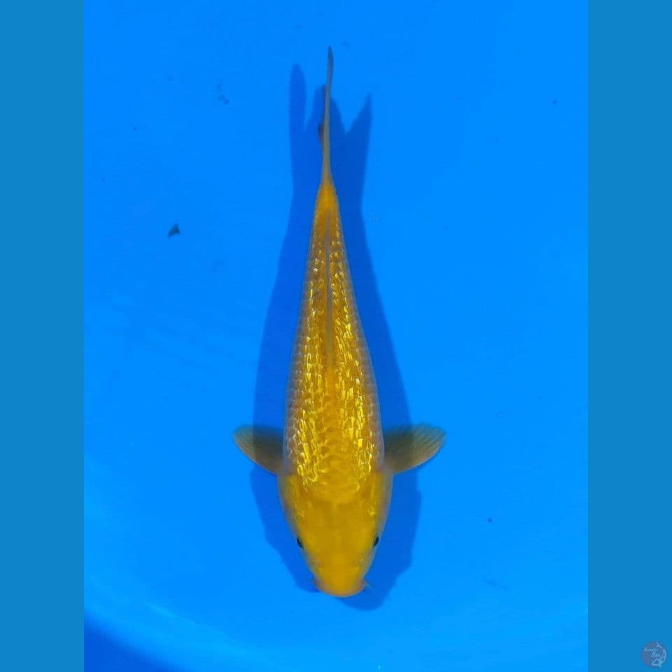 karashi ginrin 30 cm