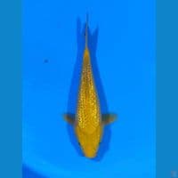 karashi ginrin 30 cm