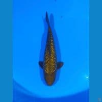 cagoi ginrin 34cm
