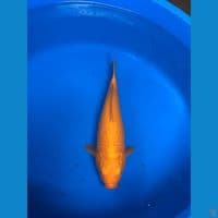 karasi 37 cm