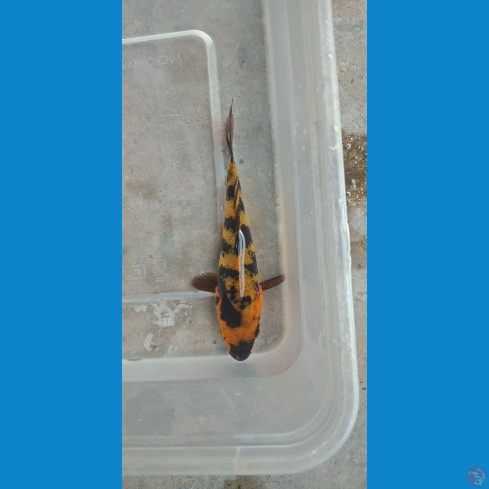 ki utsuri pola piton 10cm