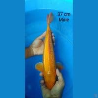 karashi ginrin male 37 cm