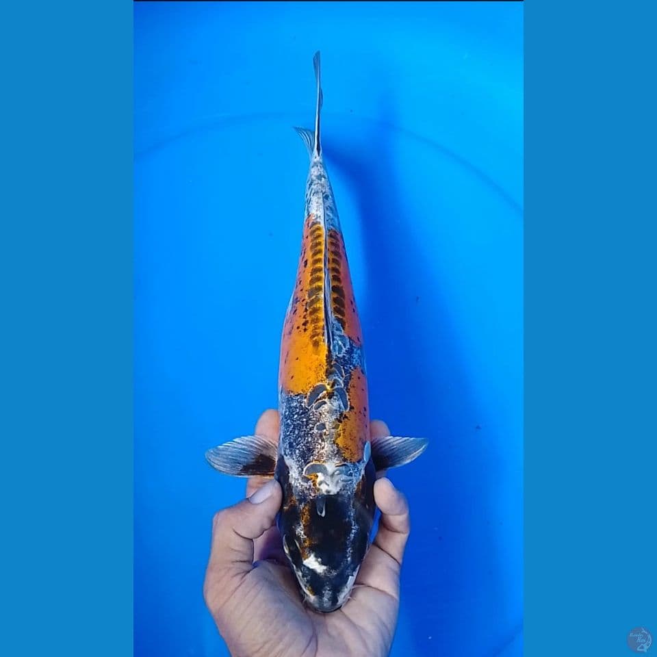 beni kiko size : 31 cm