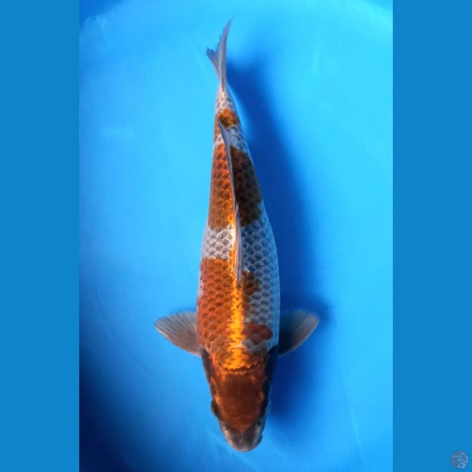 SANDAN KOGANE OCHIBA 35CM MALE