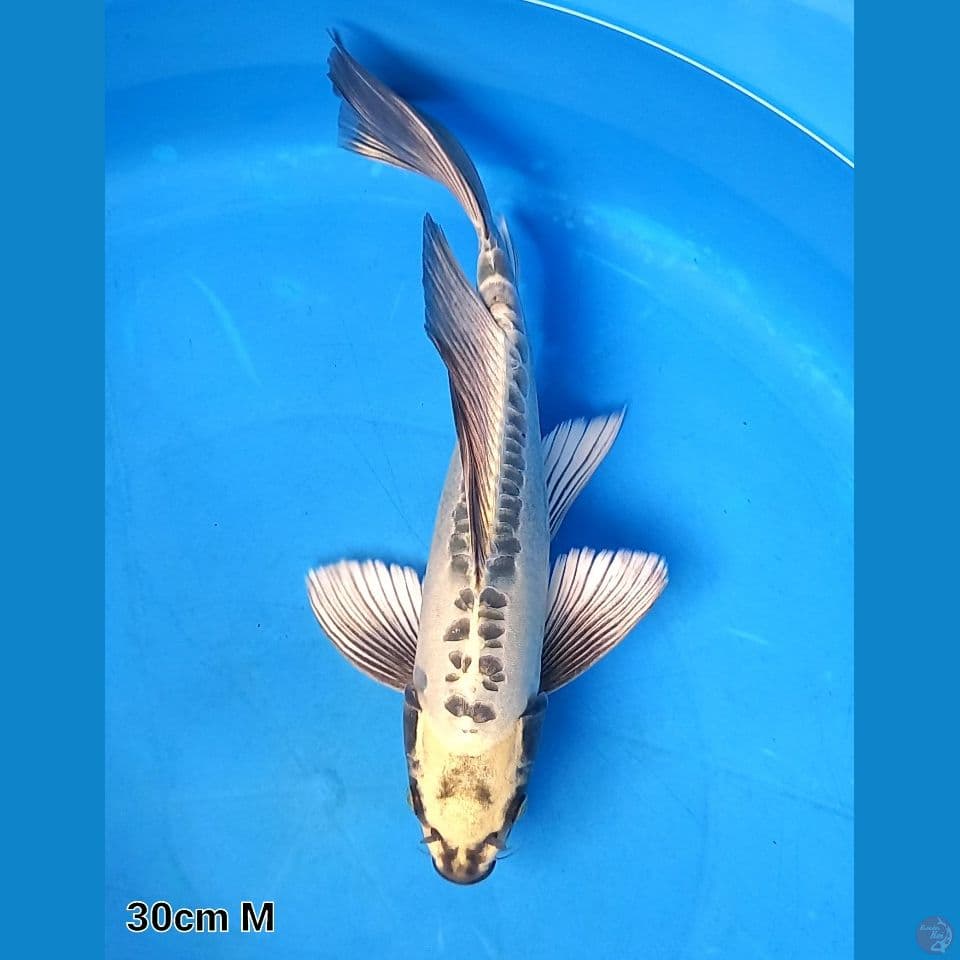 DOITSU CREAM MUKASHI 30CM MALE