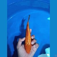 caramel gindrin breder madina aziz female 22cm