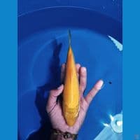 karasi mata merah female 25cm