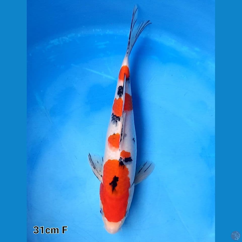 SANKE MANIS 31CM