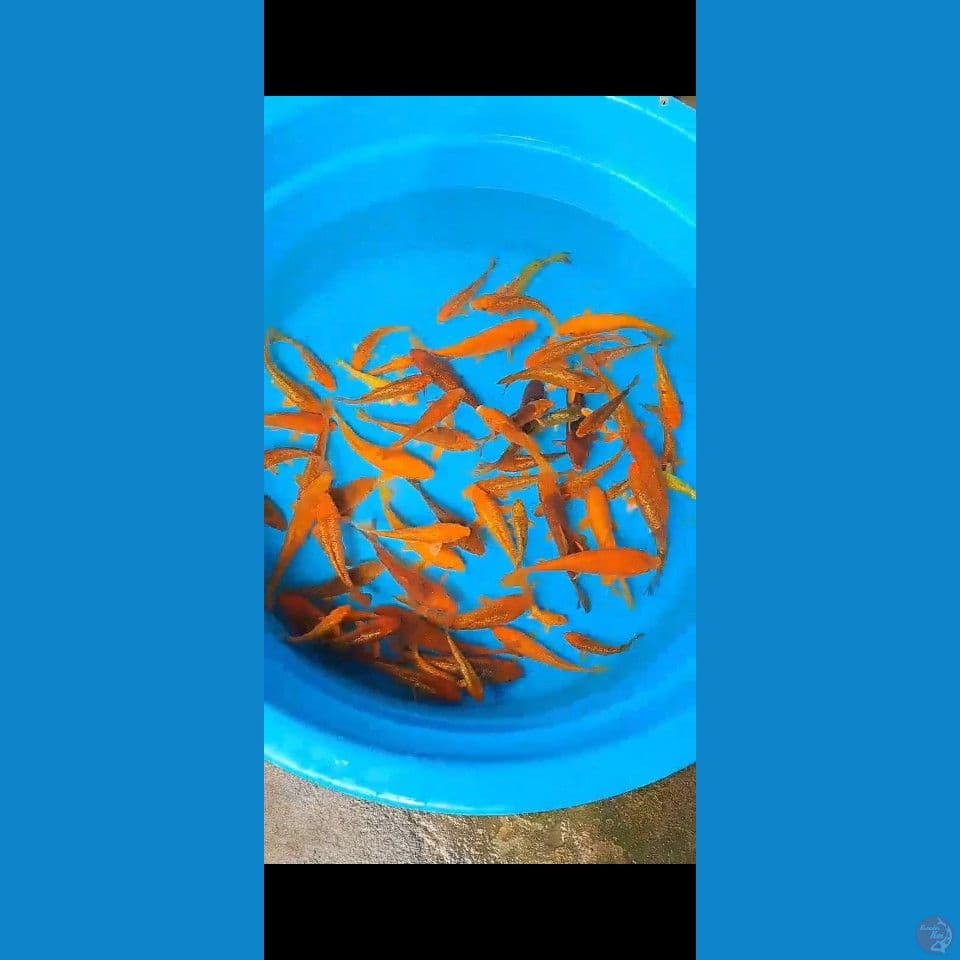 Bibitan karashi 60ekor 12_17cm