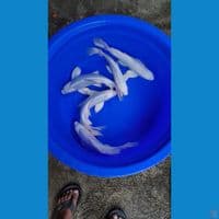 Kumpay 37 40cm 5 ekor