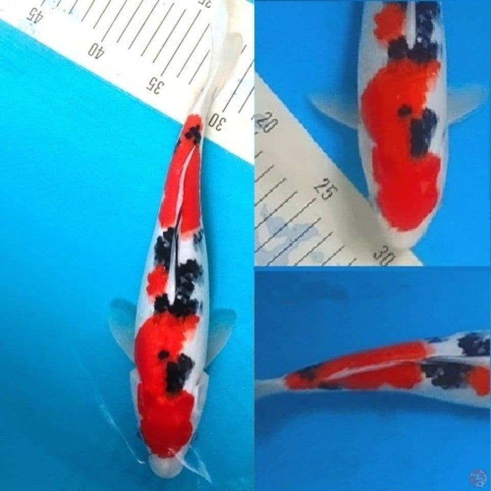 Merah Top Sanke Inazuma