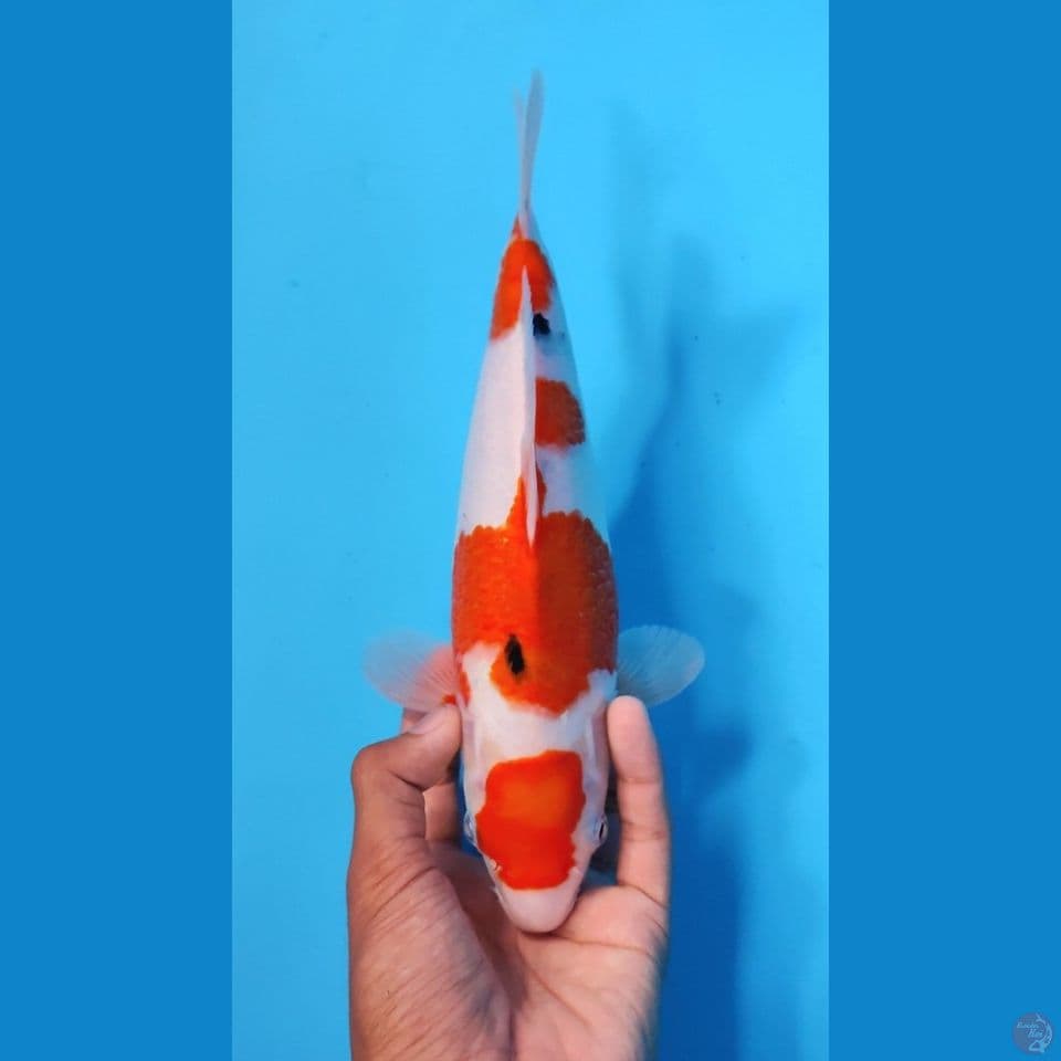 MARUTEN SANKE ORI 28CM - FEEMALE 
