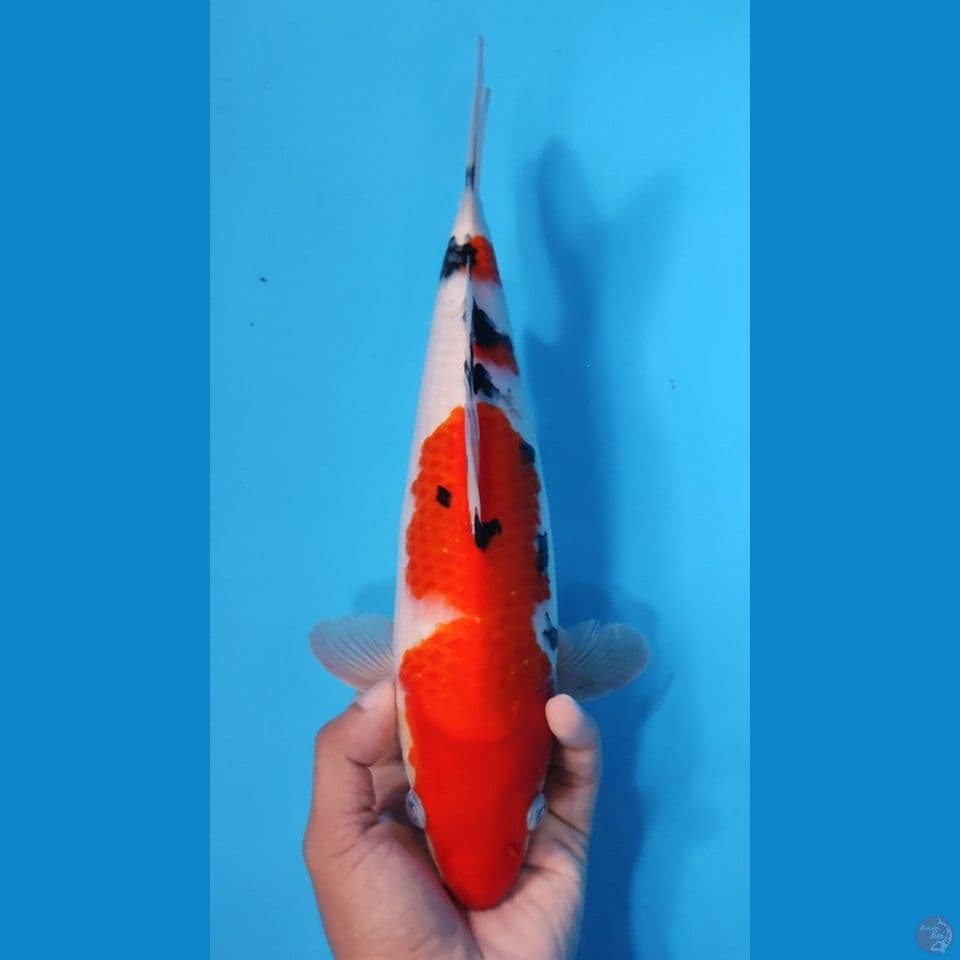 SANKE STRONG 30CM - FEEMALE