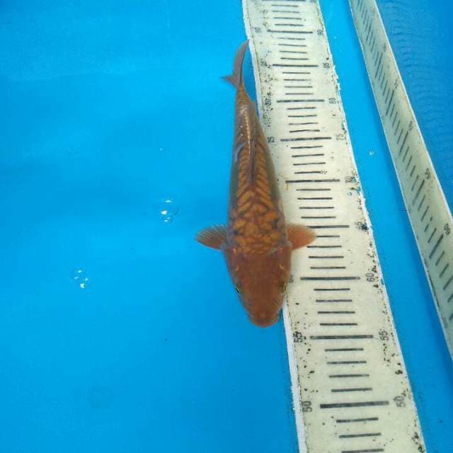 CAGOI TEMBAGA ARAGOKE