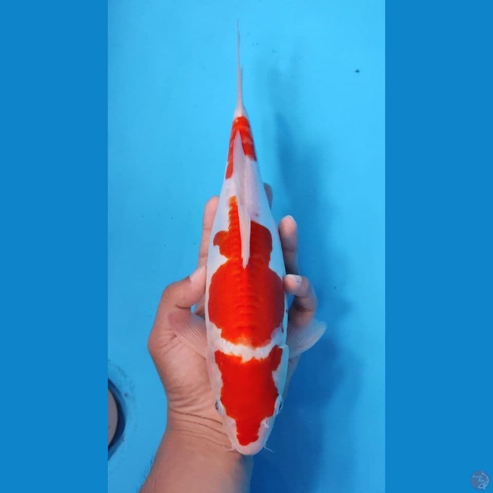 SHORT BODY KOHAKU ORI 25CM - FEEMALE 