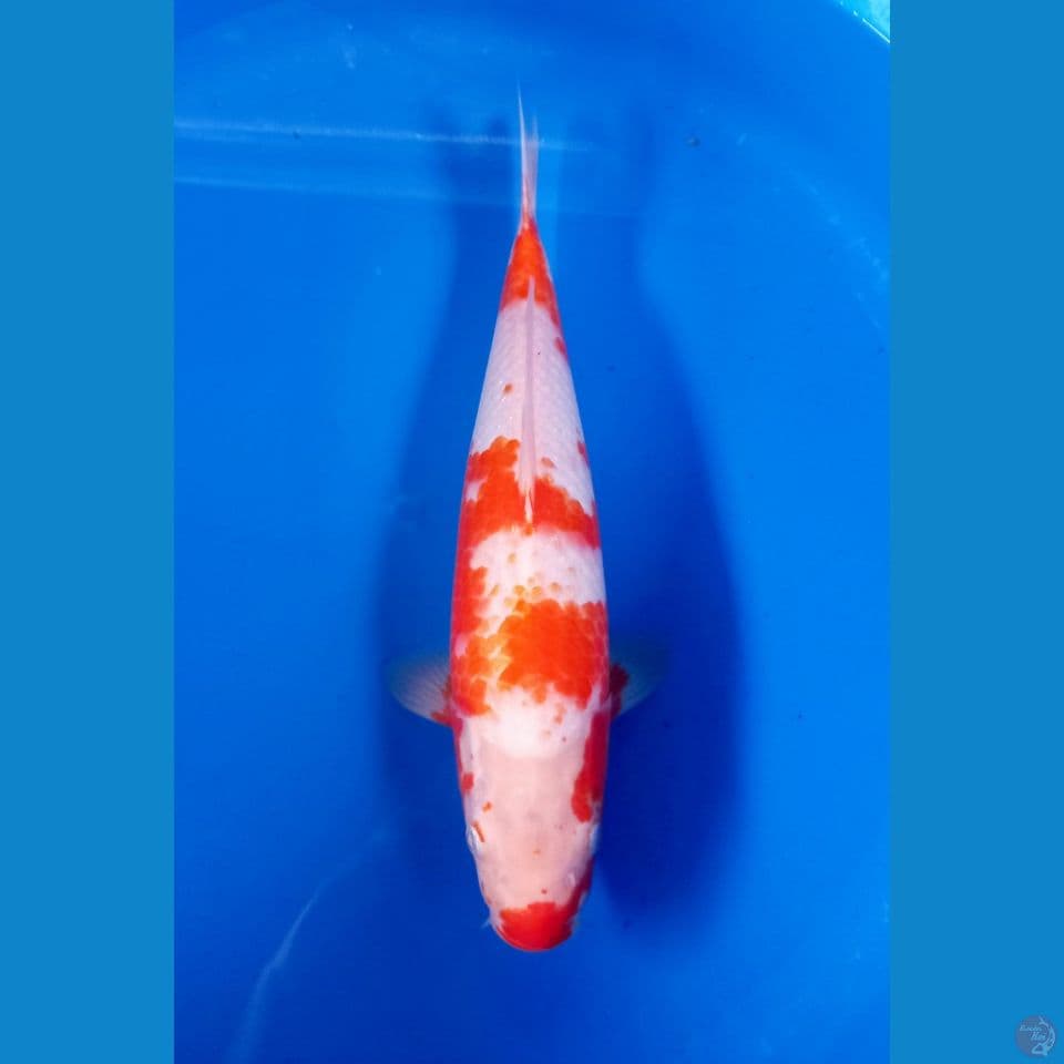 Sabikoyo 35cm