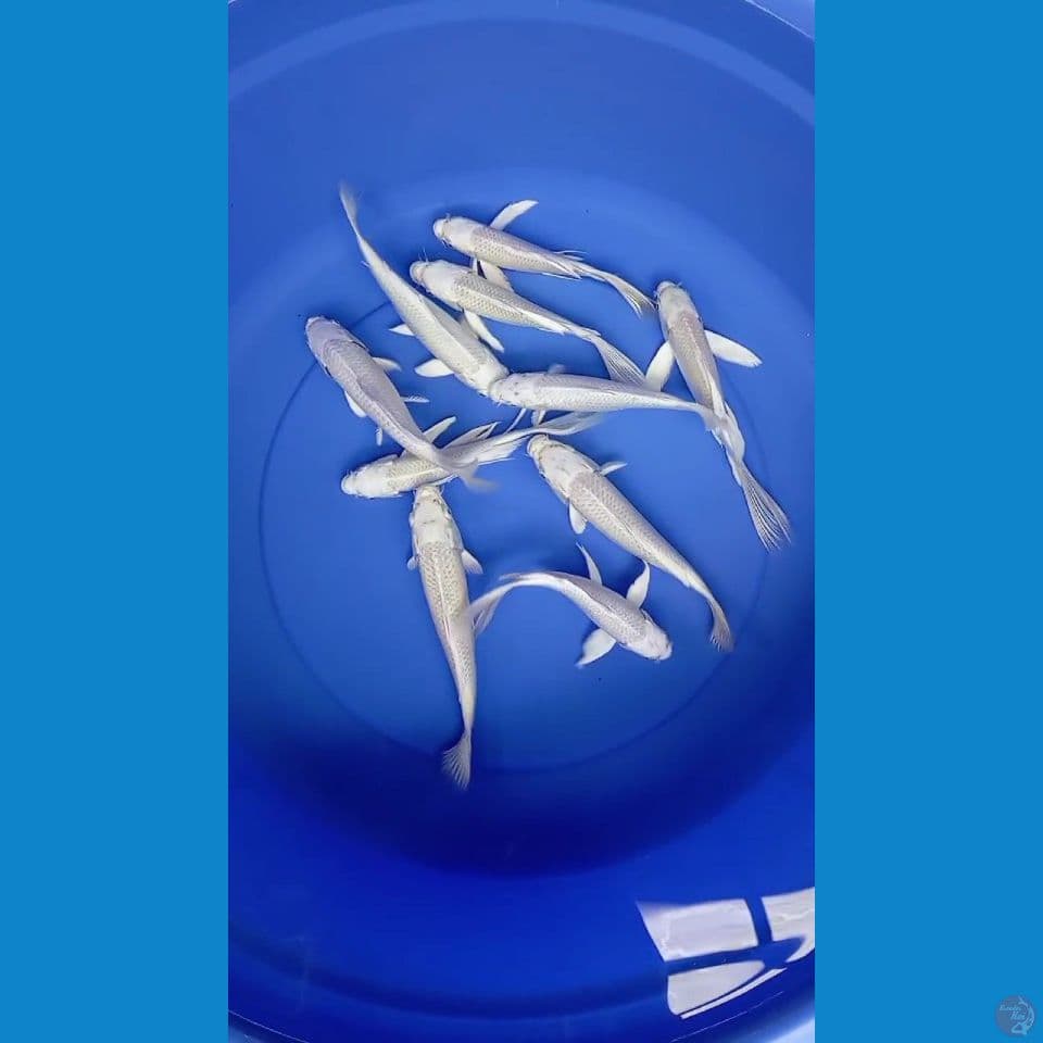 platinum 15-22cm