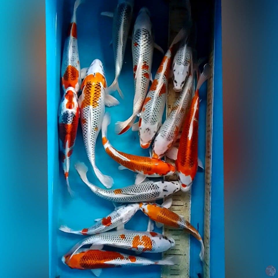 PARTAI KOJAKU 20-25CM 15EKOR