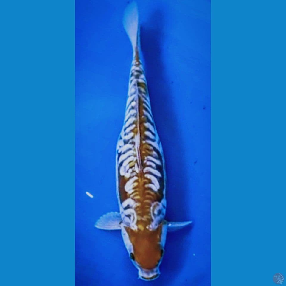 Jumbo ochiba sisik naga 40 cm