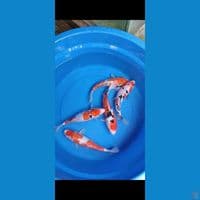 KOHAKU SANKE DOITSU 5 EKOR sz 24-26cm