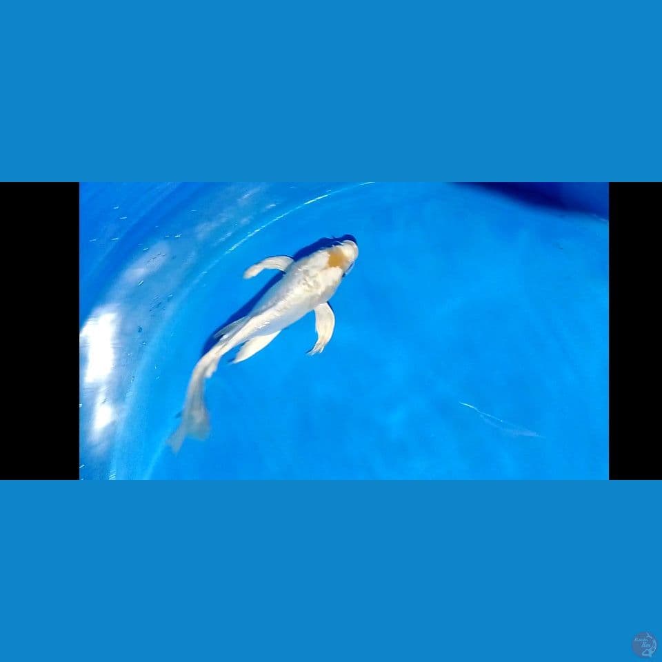 shotbodiy 30 cm male 