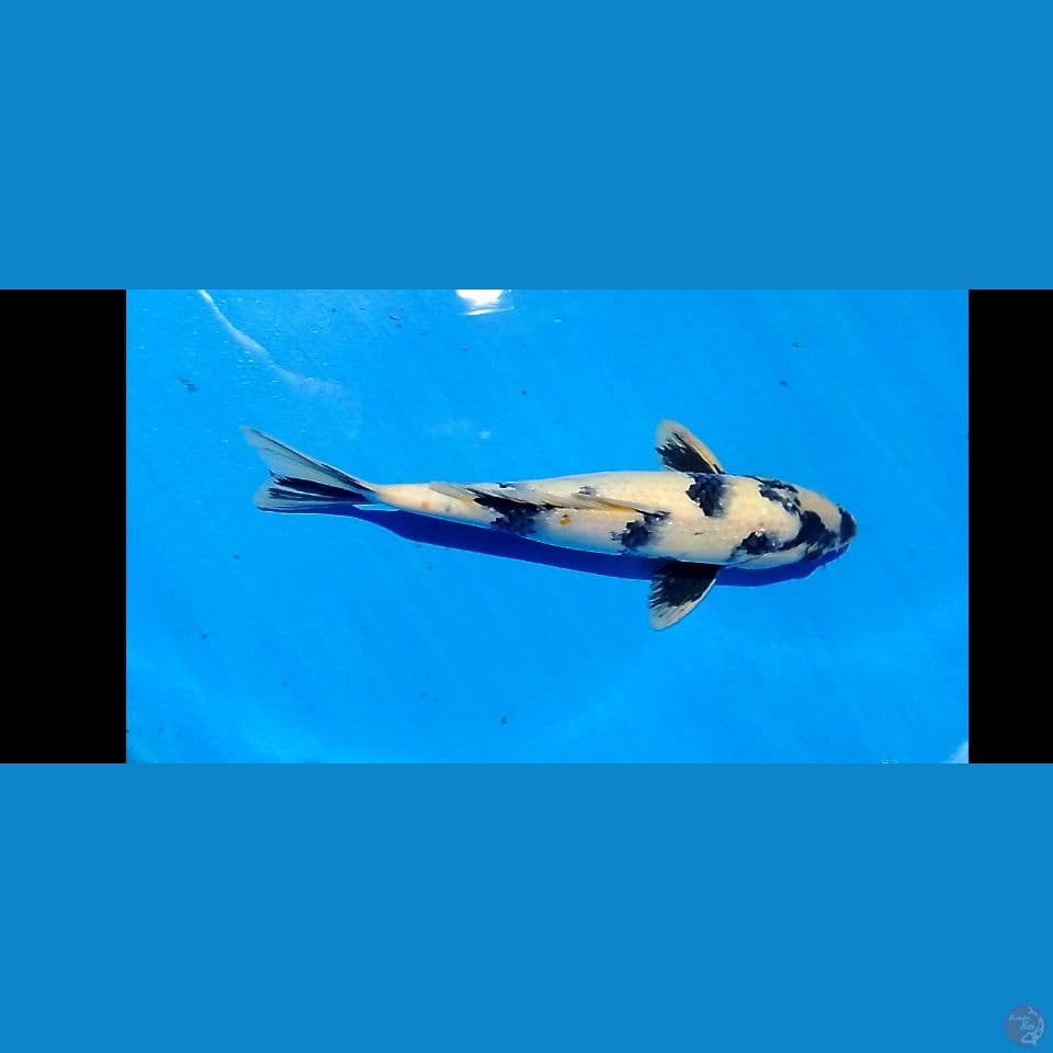 shiro utsuri 38 x male