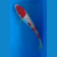 Kohaku Doitsu