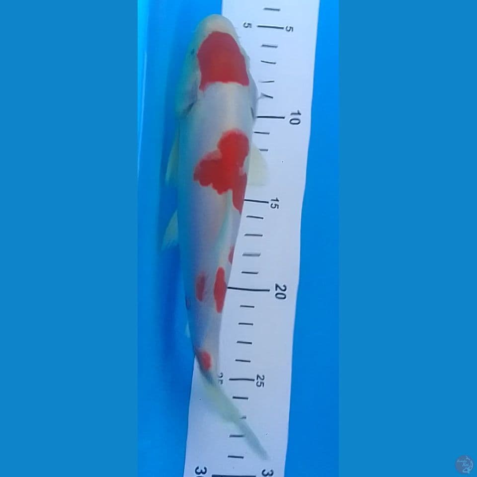 Maruten Kohaku
