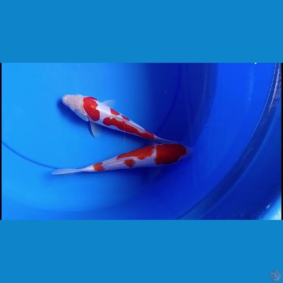 kohaku 21-23cm